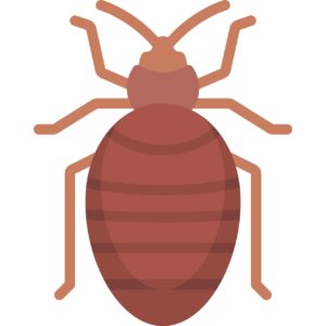 Bedbugs Vector
