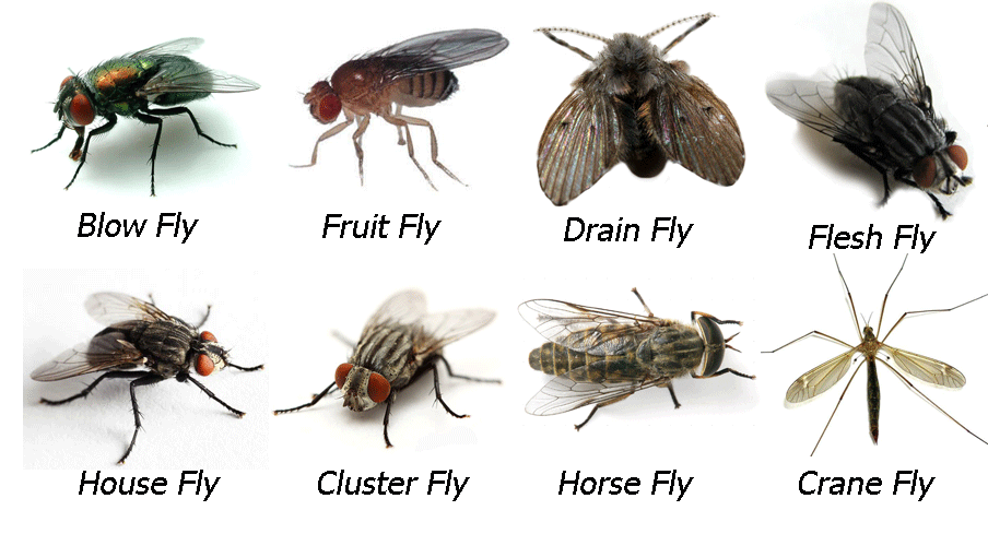 All-types-of-flies