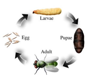Life-cycle-of-flies