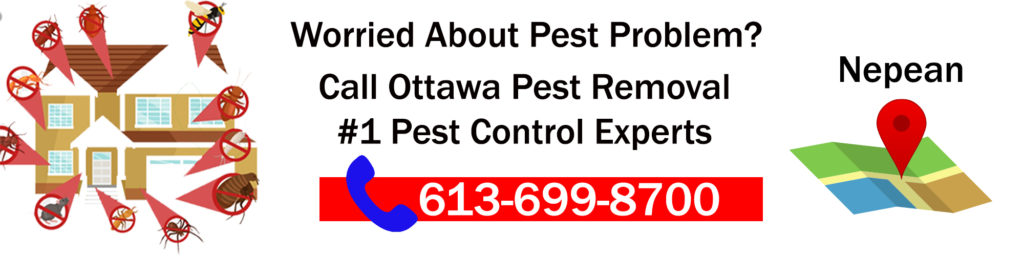 Nepean-Pest-Control