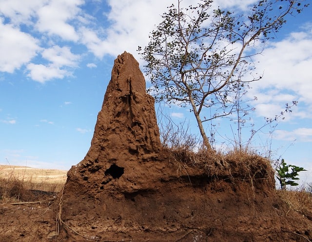 What Are The Signs of Termites In Your Home 