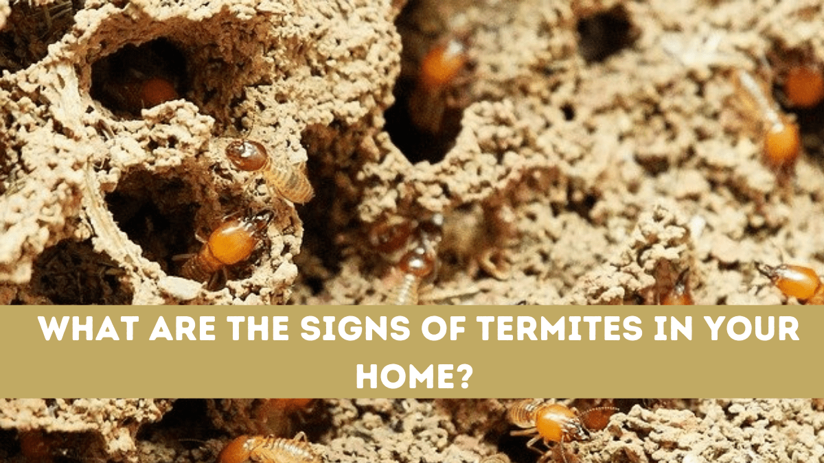 What Are The Signs of Termites In Your Home?