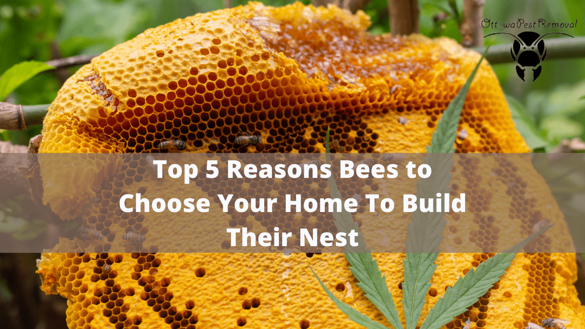 Why Do Bees Choose Your Home to Build Their Nest