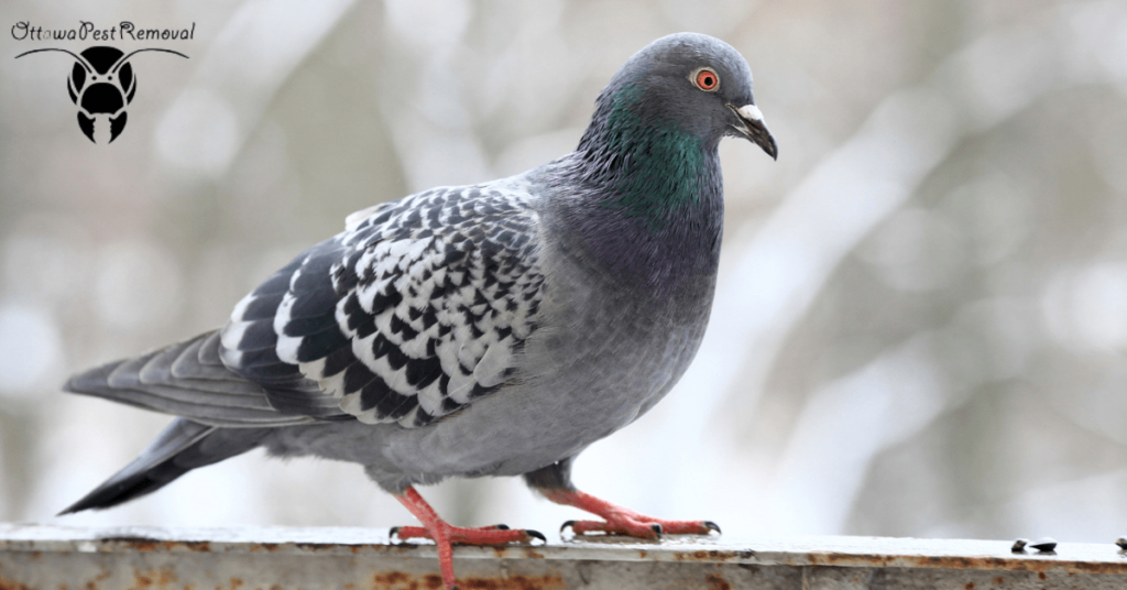 BIRDS THAT ARE CONSIDERED AS PESTS